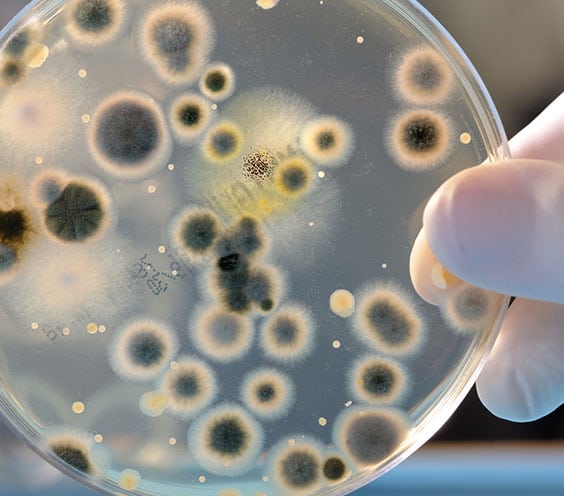 Medical Laboratory in California Corona Pathology 3 - Medical Laboratory in California Medical Laboratory in California Corona Pathology 3 - Medical Laboratory in California