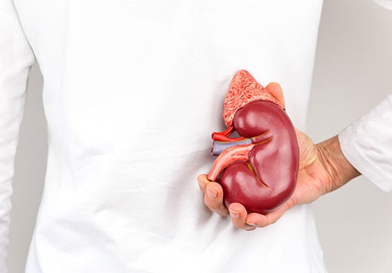 Renal Function Test Corona Pathology 1 - Renal Function Test Renal Function Test Corona Pathology 1 - Renal Function Test